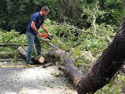 Best Stump Grinding and Removal  in Halfway House, PA