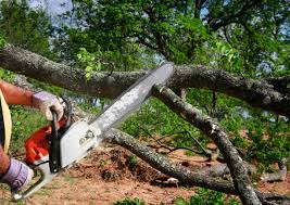 Best Arborist Consultation Services  in Halfway House, PA